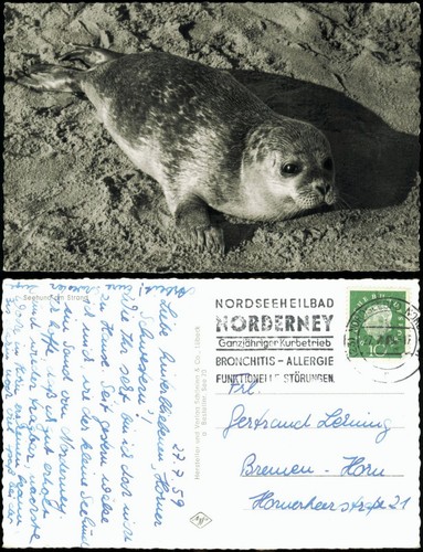 Postcard animals other seal - animals,